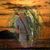 Mary Robson's profile image
