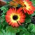 Mellanie Simpson Hargrove's profile image