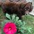 Brenda Losier Restivo's profile image