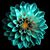 Nodira Rasul's profile image