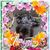 Grace Abrigo Thompson's profile image