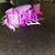 Leah S. Freed-Livezey's profile image
