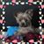 Gina Timmons's profile image