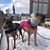 Rachael Chirico's profile image