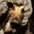 Lena Lalonde-Hamilton's profile image