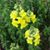 Carolyn Dominy's profile image