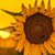 Toni Stephens Roof's profile image