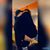 Dalacie DeLuca's profile image