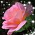 Tammy Blevins's profile image