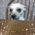 Sarah Schneider-Cansdale's profile image