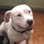 Michelle Adametz Ellis's profile image