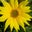 Kimberly VanDerScheer's profile image