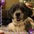 Rhonda Nowakowski's profile image