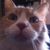 Neal Tipton's profile image