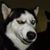 Yifeng Sun's profile image