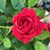 Amanda Rudloff's profile image