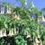 Michael Caffarelli's profile image
