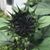 Melinda Newell's profile image
