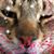 Stacy Nissley's profile image