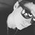 Shawn Shirk's profile image