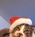 Greg Callies's profile image