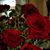 Eva Koci Ross's profile image