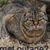 Vic Lovan's profile image