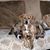 Sarah Hurst-Hall's profile image