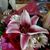 Lori L Aden-Hoper's profile image