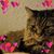 Linda Bradford Gordy's profile image