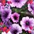 Carol Cruzado's profile image