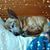 Jessie Pibbles's profile image