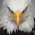 Barry Ellis's profile image