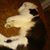 Rose Perez's profile image