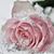 Debra Koonce Morgan's profile image