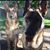 Codee Rae's profile image