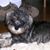 Lisa A. Scalzo Batschelet's profile image