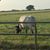 Judy Rylant's profile image