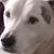 Daphne Hanson Cancellare's profile image