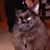 JP Vanir Peebles's profile image