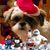 Kat Kisich's profile image