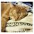 Kim Pehling's profile image