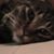 Lori Storbakken's profile image