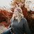 Chelsey McNeese's profile image