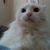Hollie Hall's profile image