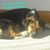 Amber Lynn Buscher's profile image