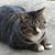 Vickie Ireland's profile image