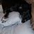 Rebecca Dominy's profile image