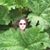 Anastacia Gomez Allen's profile image