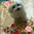 Connie J Huff's profile image